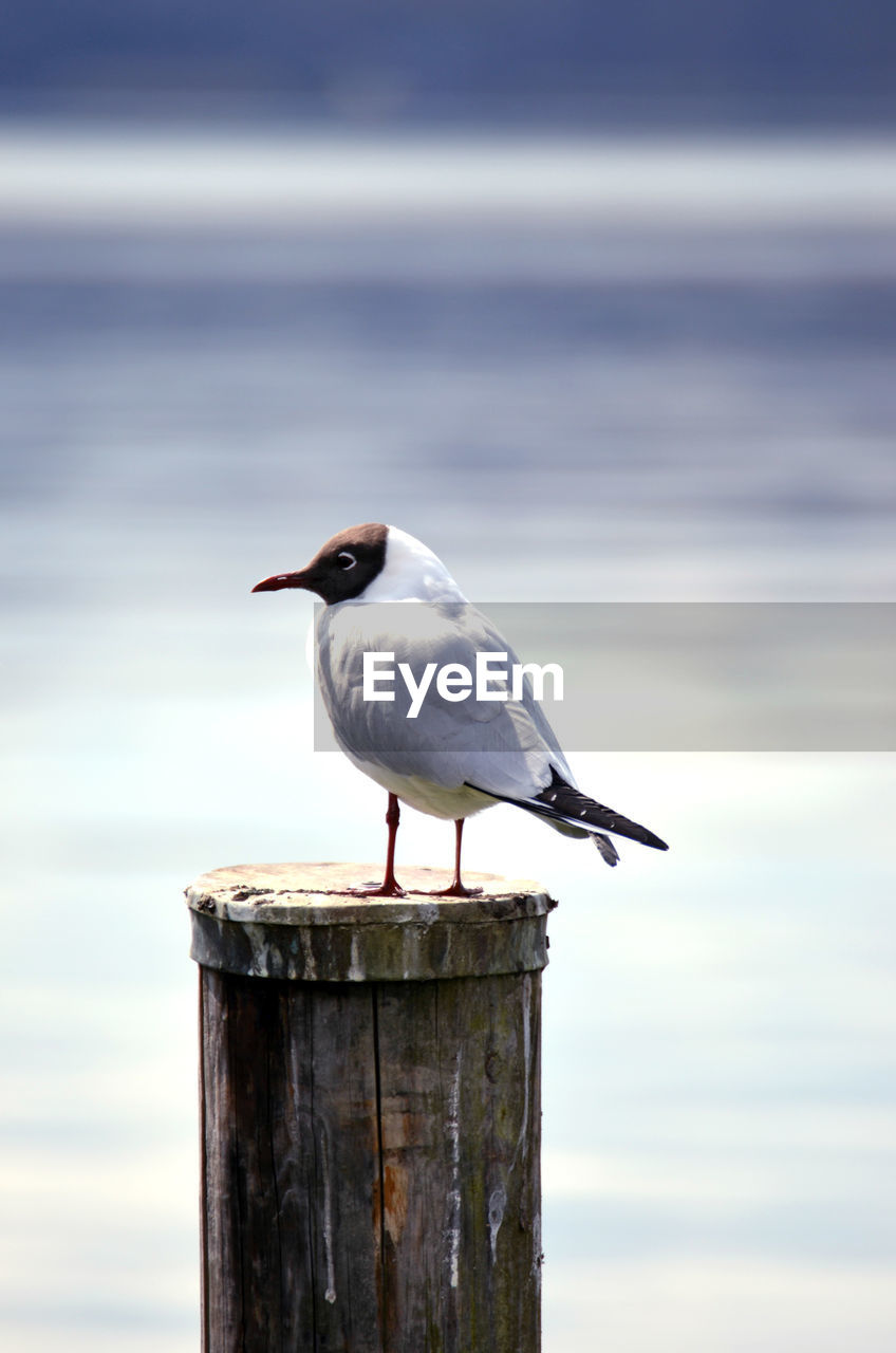 Seagull perching on wooden post