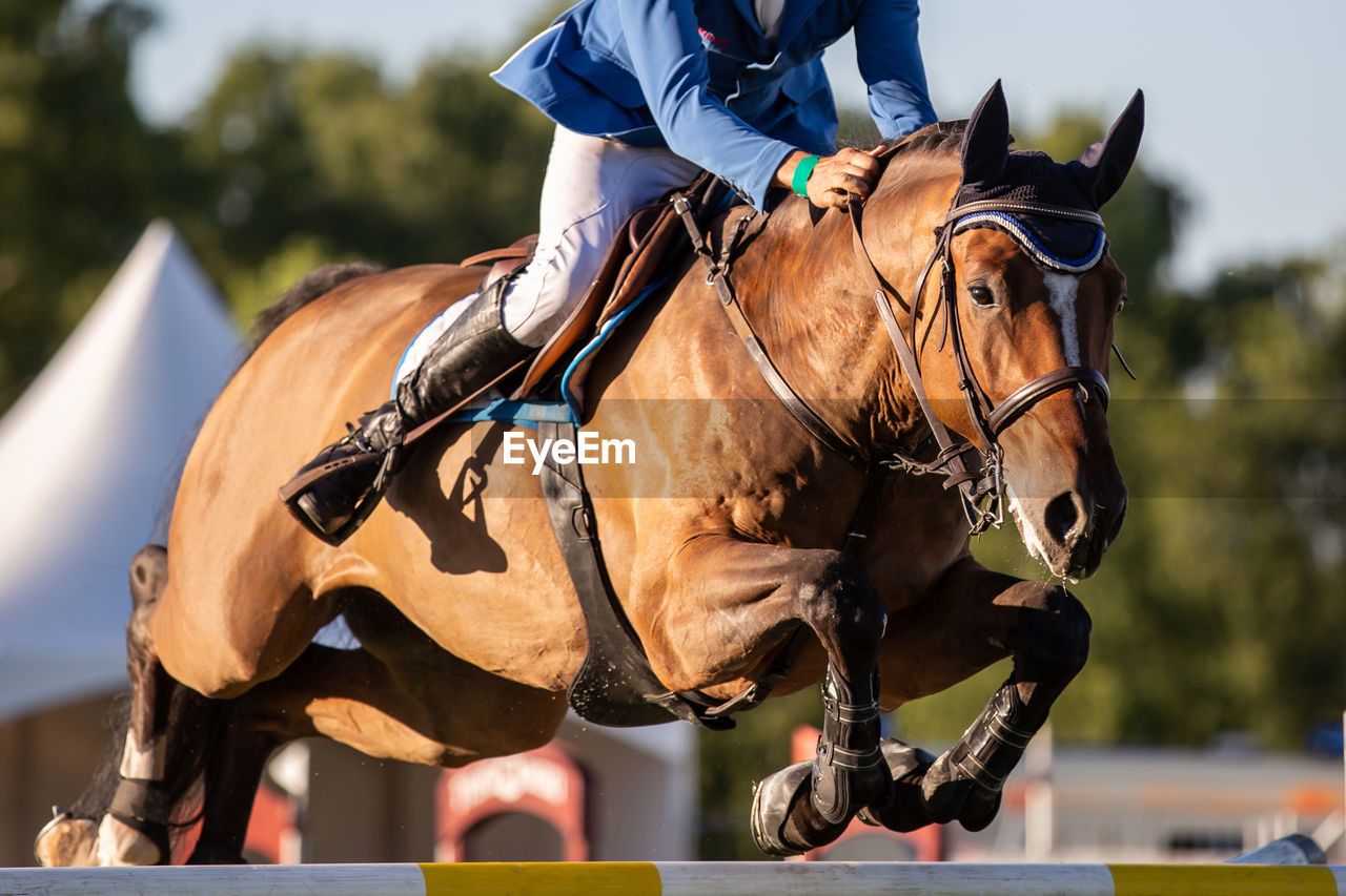 Close-up of horse riding