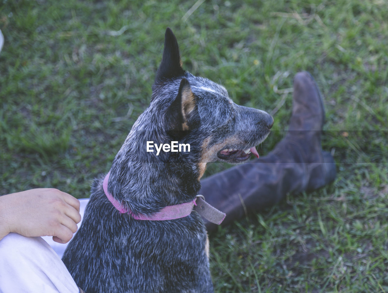 DOG LOOKING AWAY ON GRASS