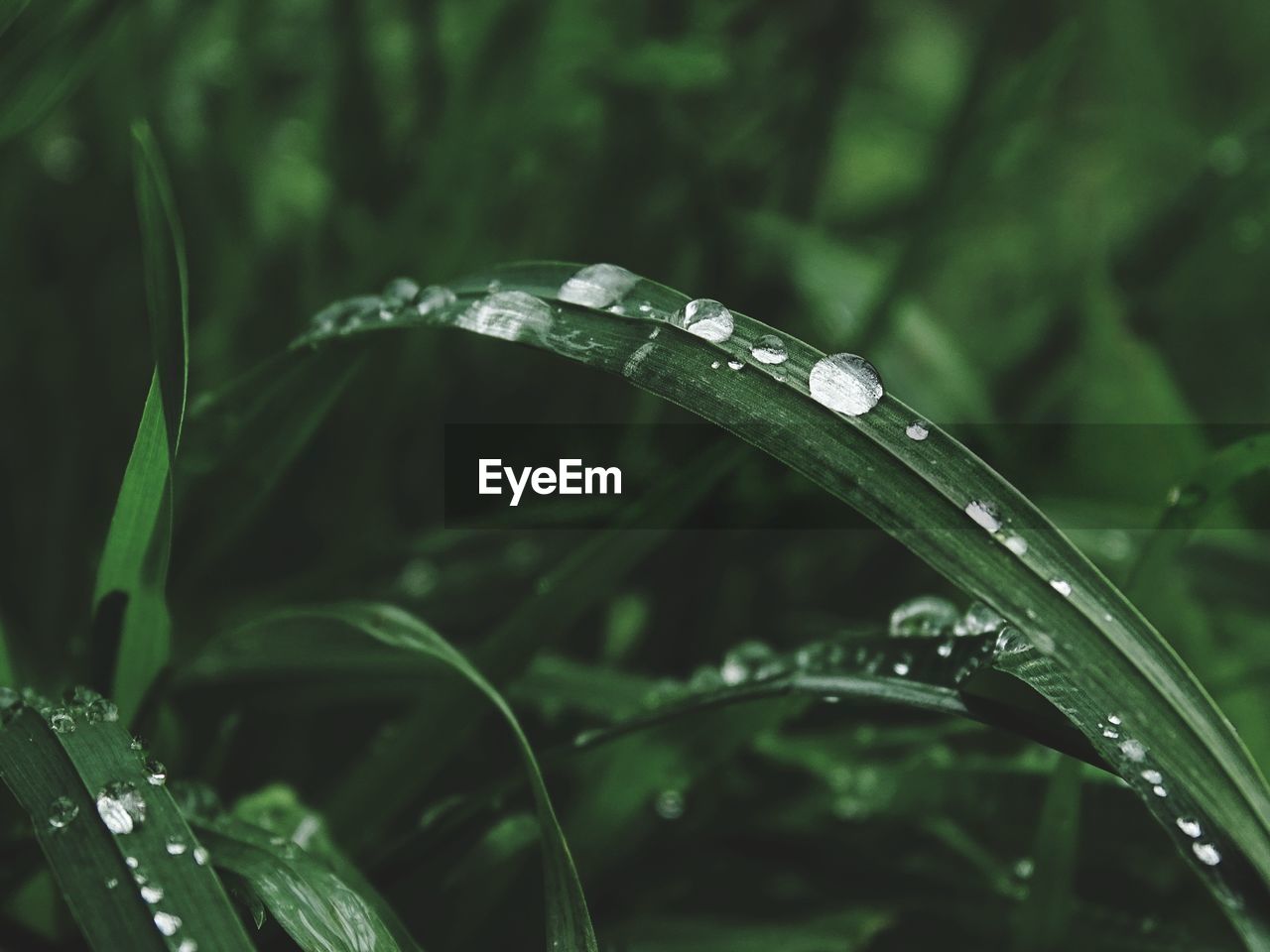 CLOSE-UP OF RAINDROPS ON PLANT