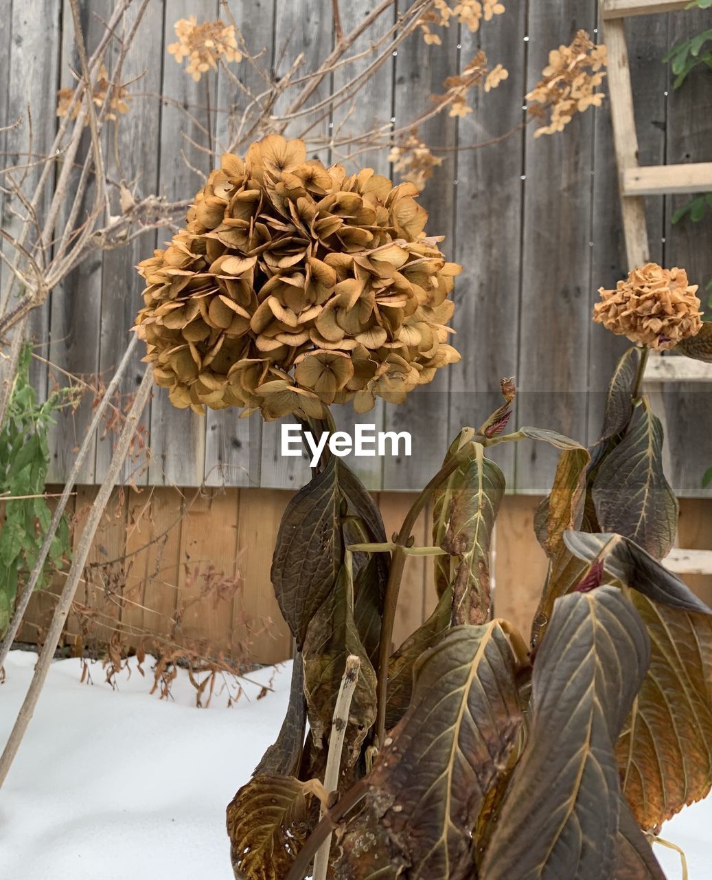 CLOSE-UP OF DRY PLANT ON SNOW COVERED LAND