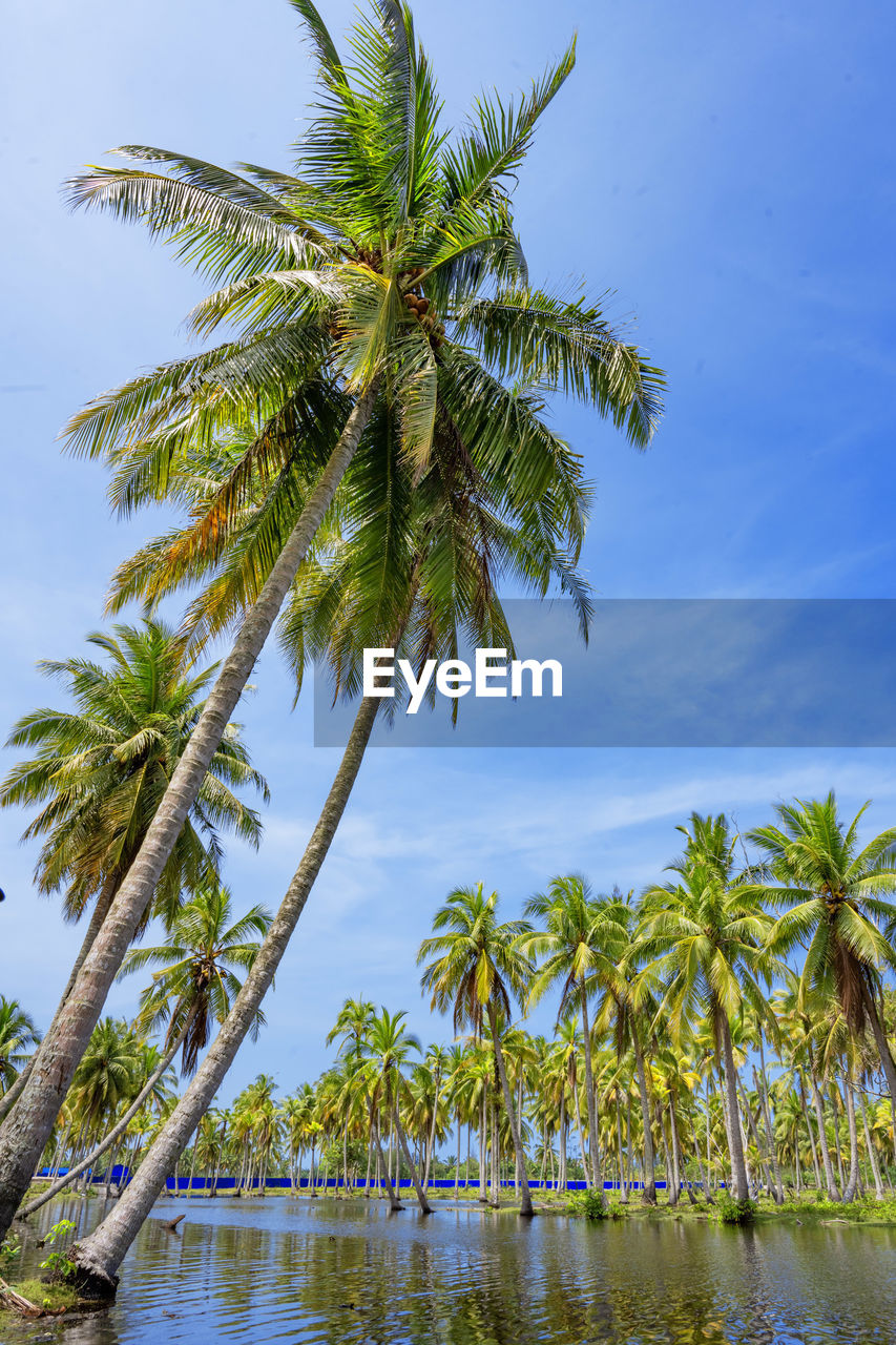 Low angle view of palm tree against clear sky