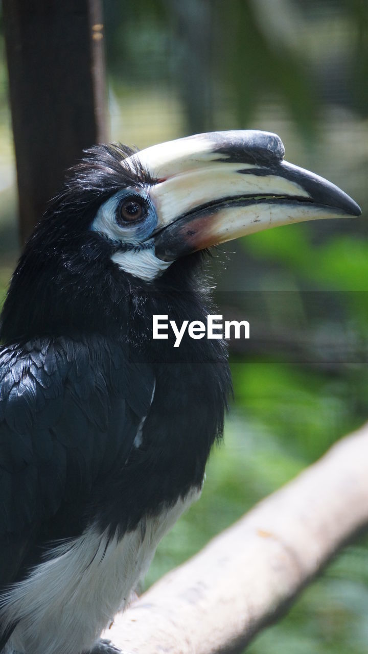 CLOSE-UP OF A BIRD