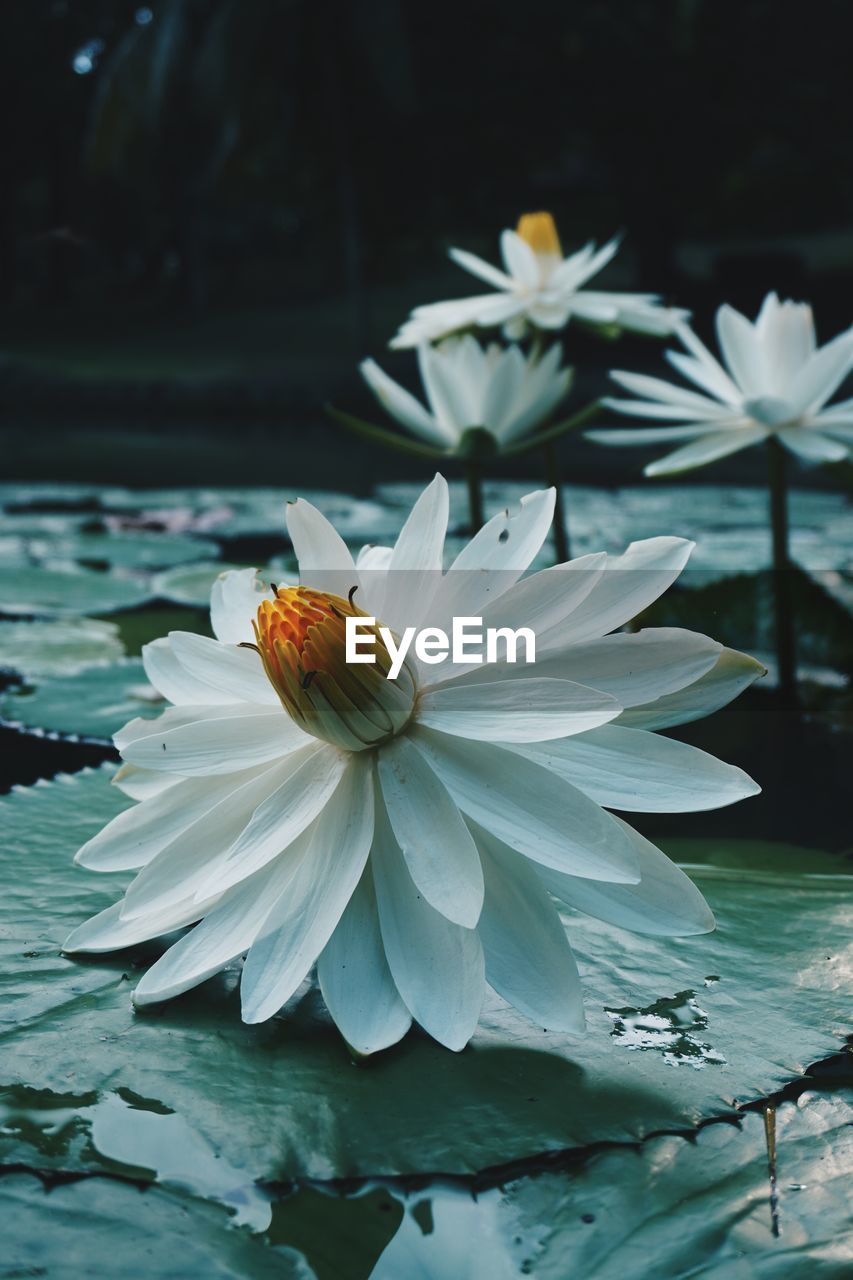 CLOSE-UP OF WATER LILY IN LAKE