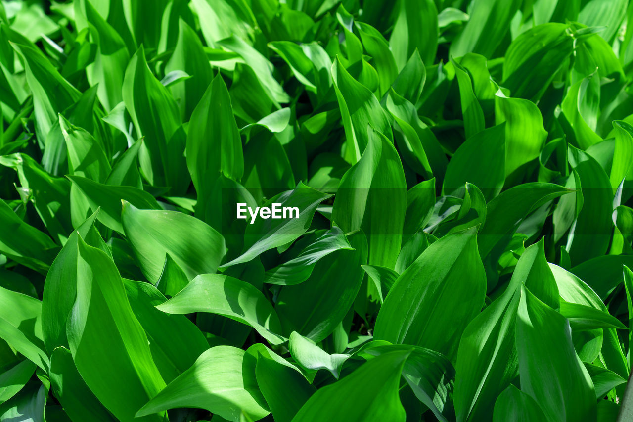 HIGH ANGLE VIEW OF FRESH GREEN PLANTS