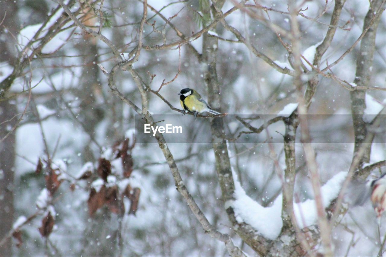 BIRD PERCHING ON SNOW COVERED TREE