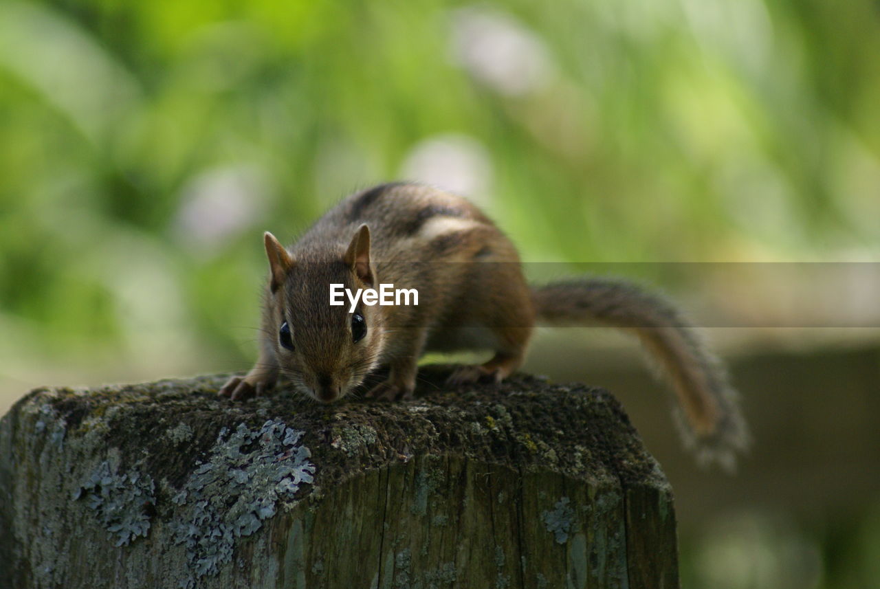 CLOSE-UP OF SQUIRREL ON TREE