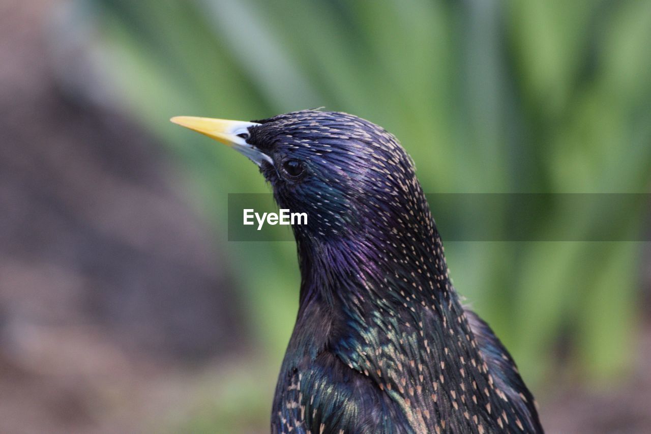 Close-up of bird