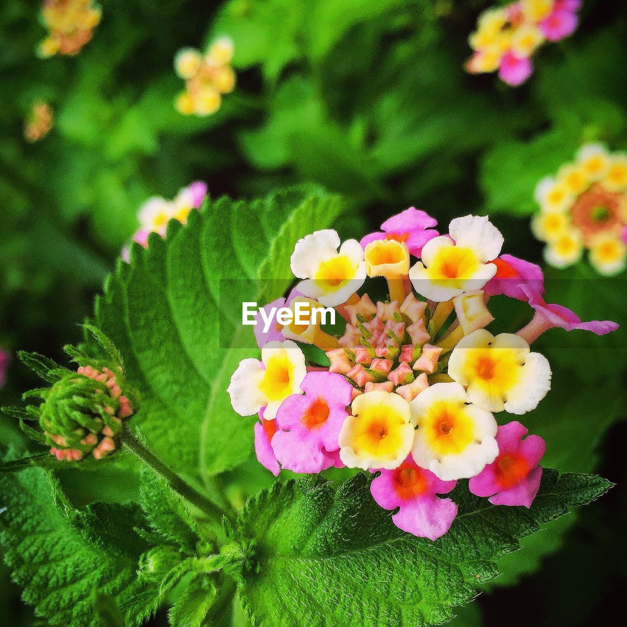 Lantana camara blooming outdoors