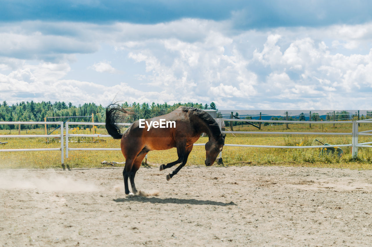 Horse standing in ranch against sky