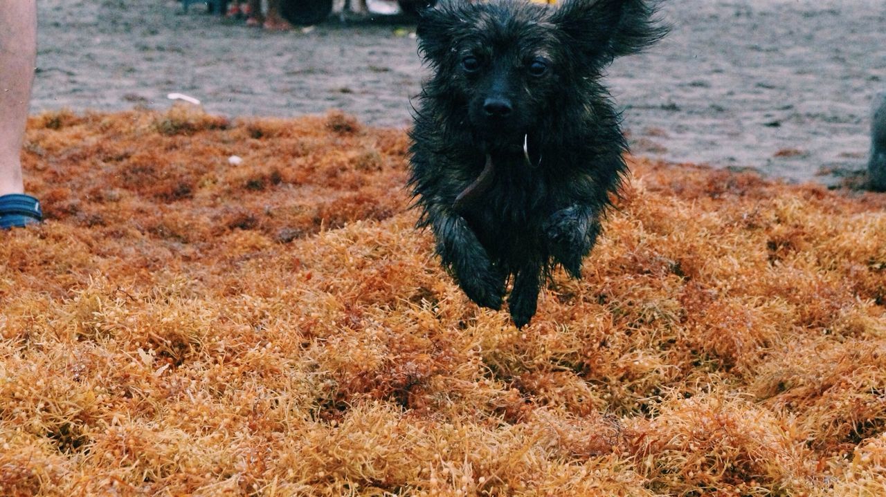 Close-up of dog jumping over grass