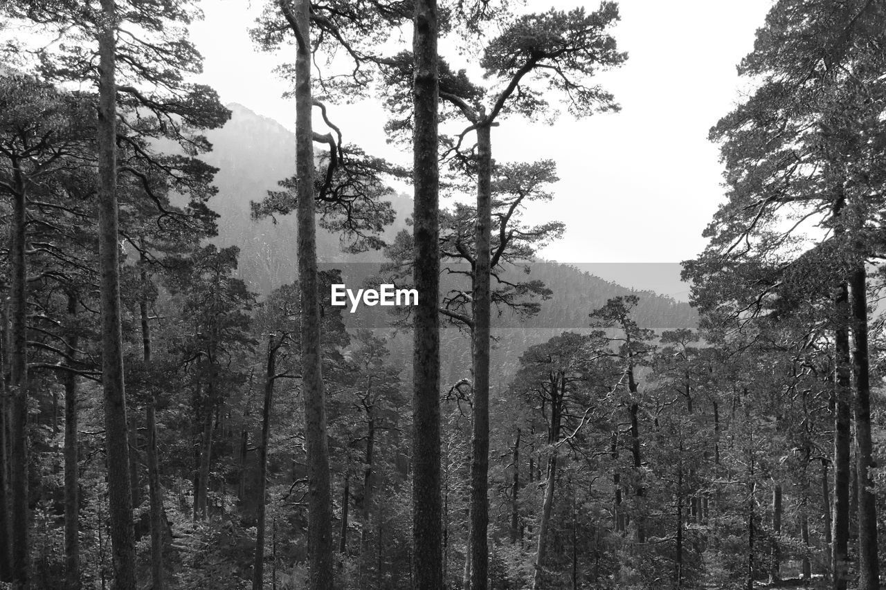 Trees against mountain