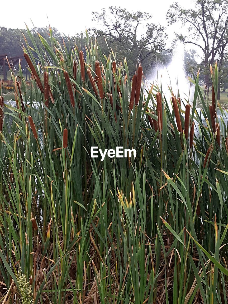 CLOSE-UP OF PLANTS ON FIELD AGAINST SKY