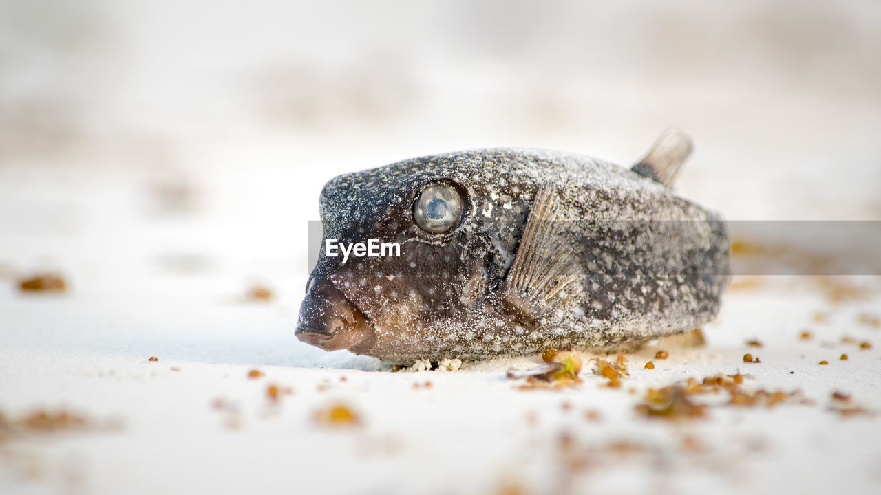 CLOSE-UP OF DEAD FISH IN SAND