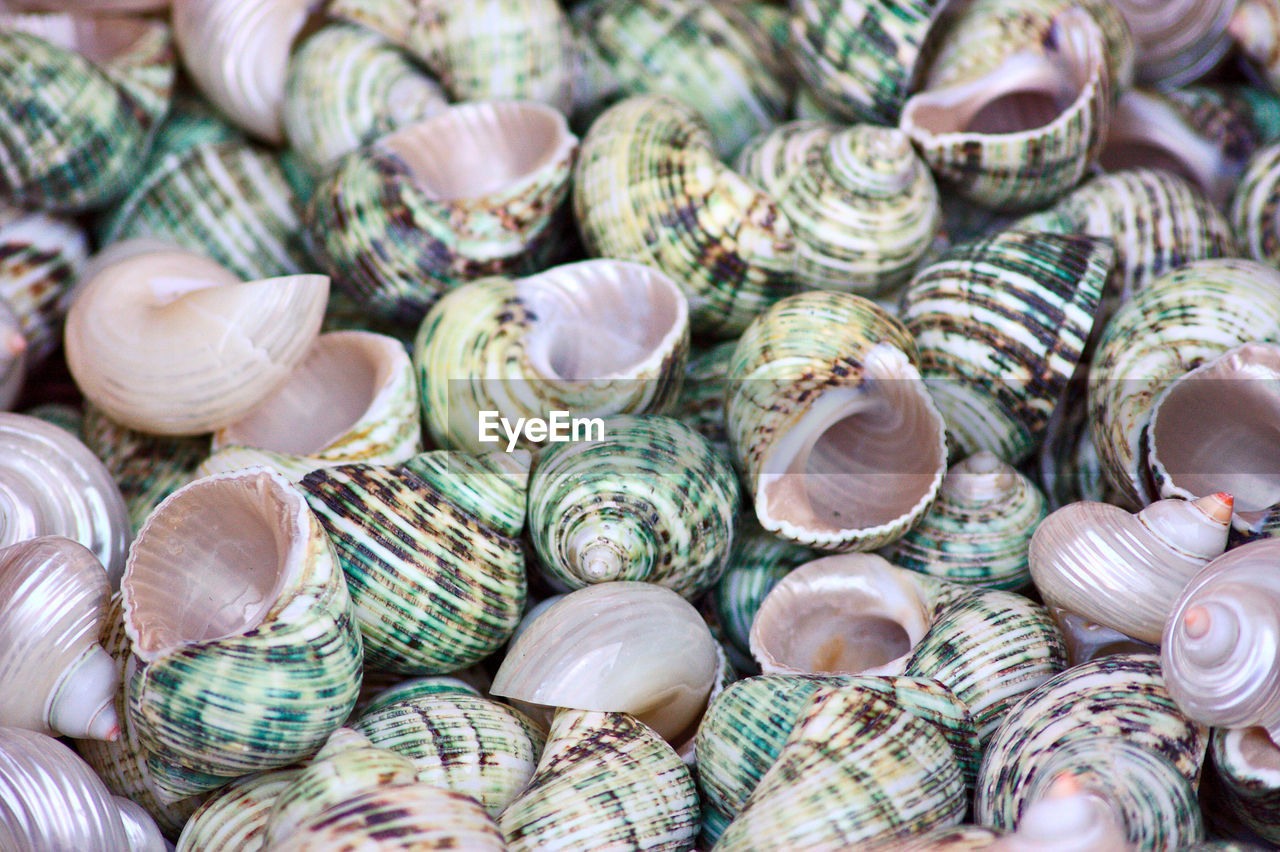 Many sea shells / snail shells for tourists and travelers as souvenirs or as healthy sea food