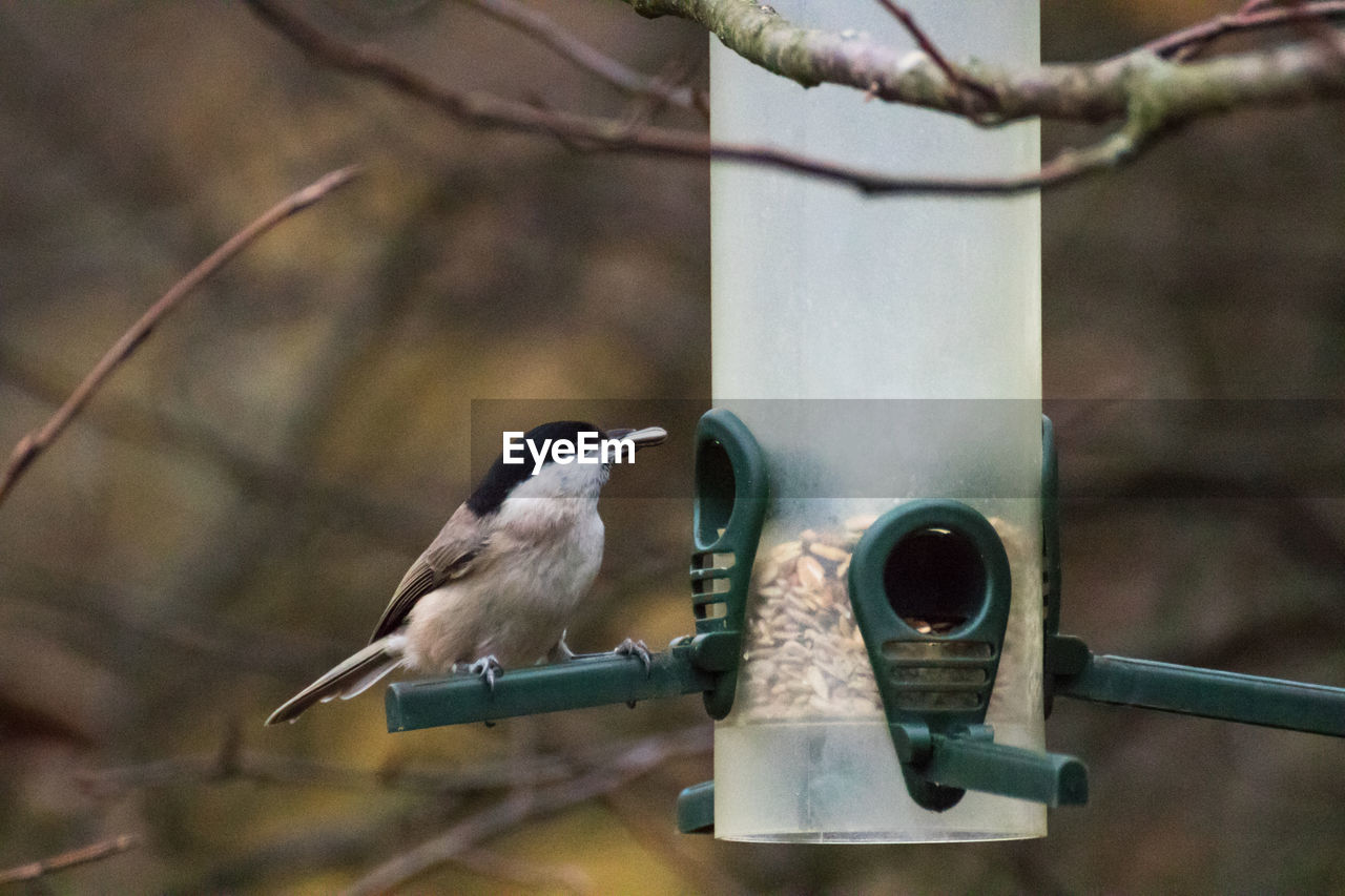 CLOSE-UP OF BIRD PERCHING ON METAL