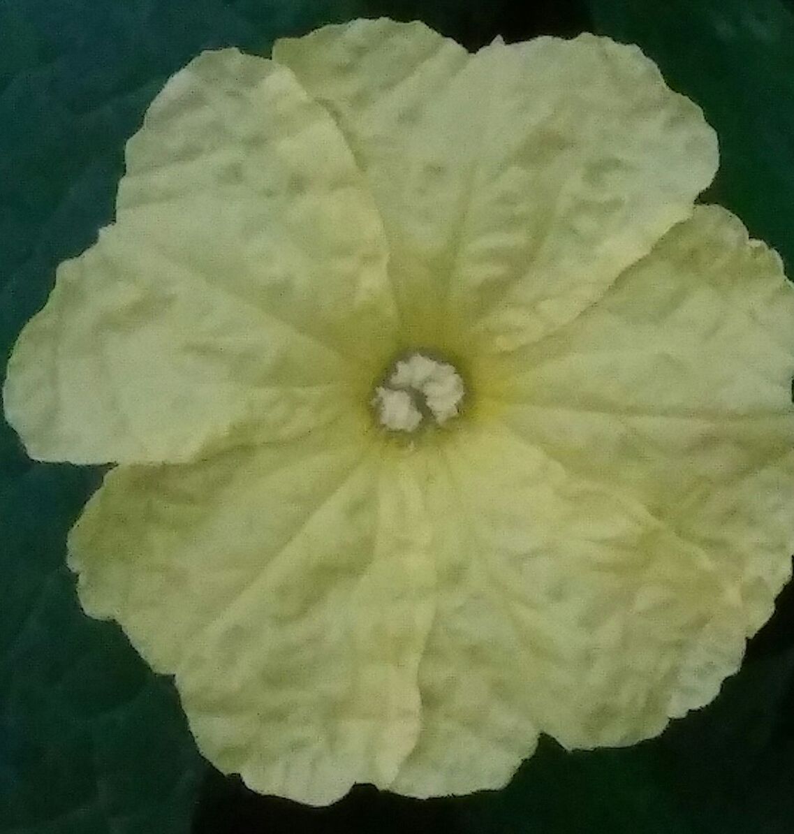 CLOSE-UP OF FLOWERS BLOOMING OUTDOORS