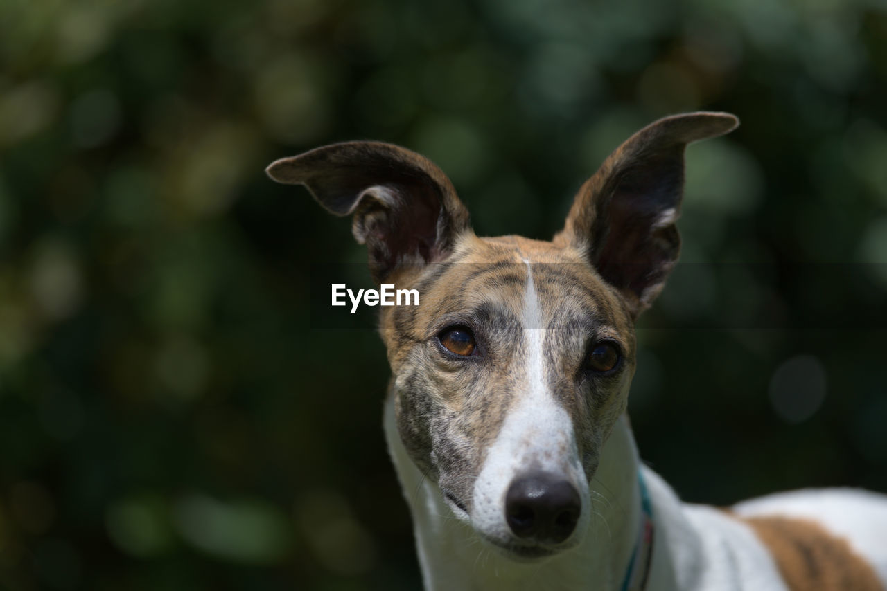 Catch light in the rich brown eyes of this white and brindle pet greyhound sparkles from sunlight.