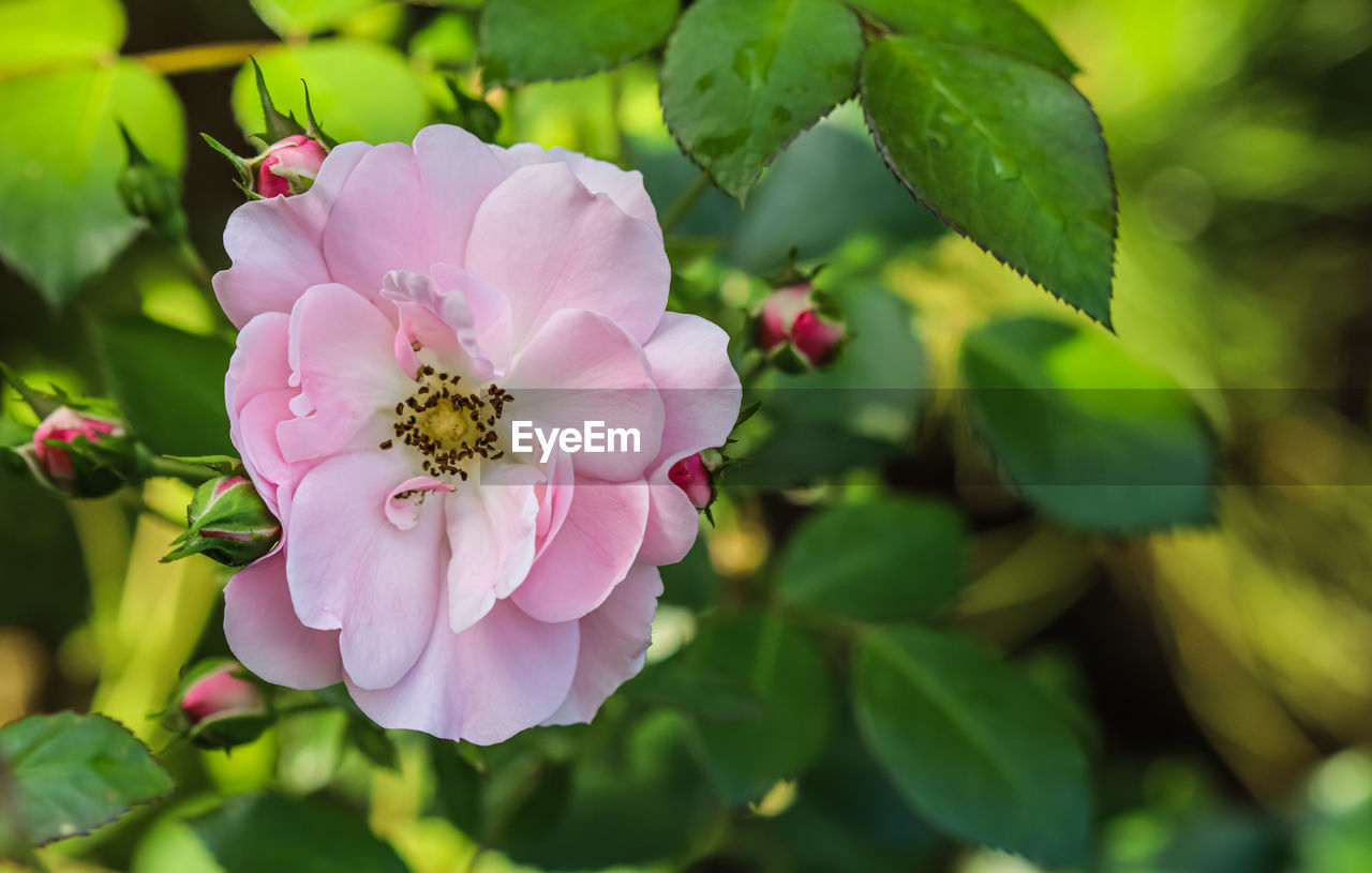 flower, plant, flowering plant, beauty in nature, freshness, blossom, pink, plant part, leaf, nature, petal, close-up, rose, flower head, fragility, springtime, growth, no people, inflorescence, macro photography, tree, outdoors, animal wildlife, botany, summer, branch, shrub, pollen, green, animal, environment, focus on foreground, food and drink