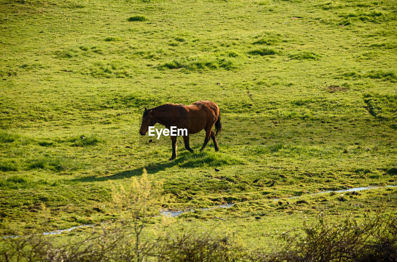 A horse runs through a field of grass in spring