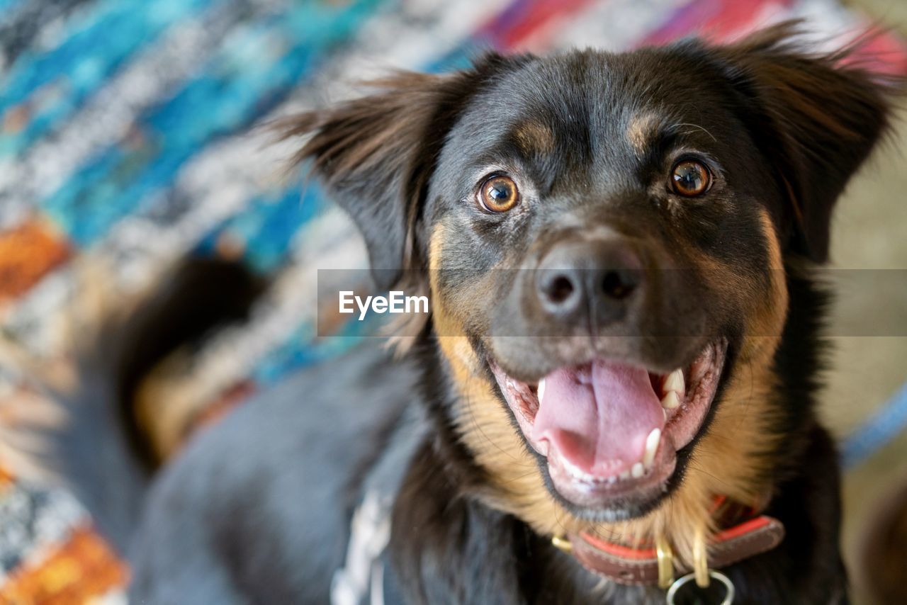 Close-up portrait of dog