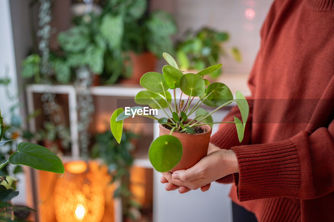 midsection of woman picking fruit on table