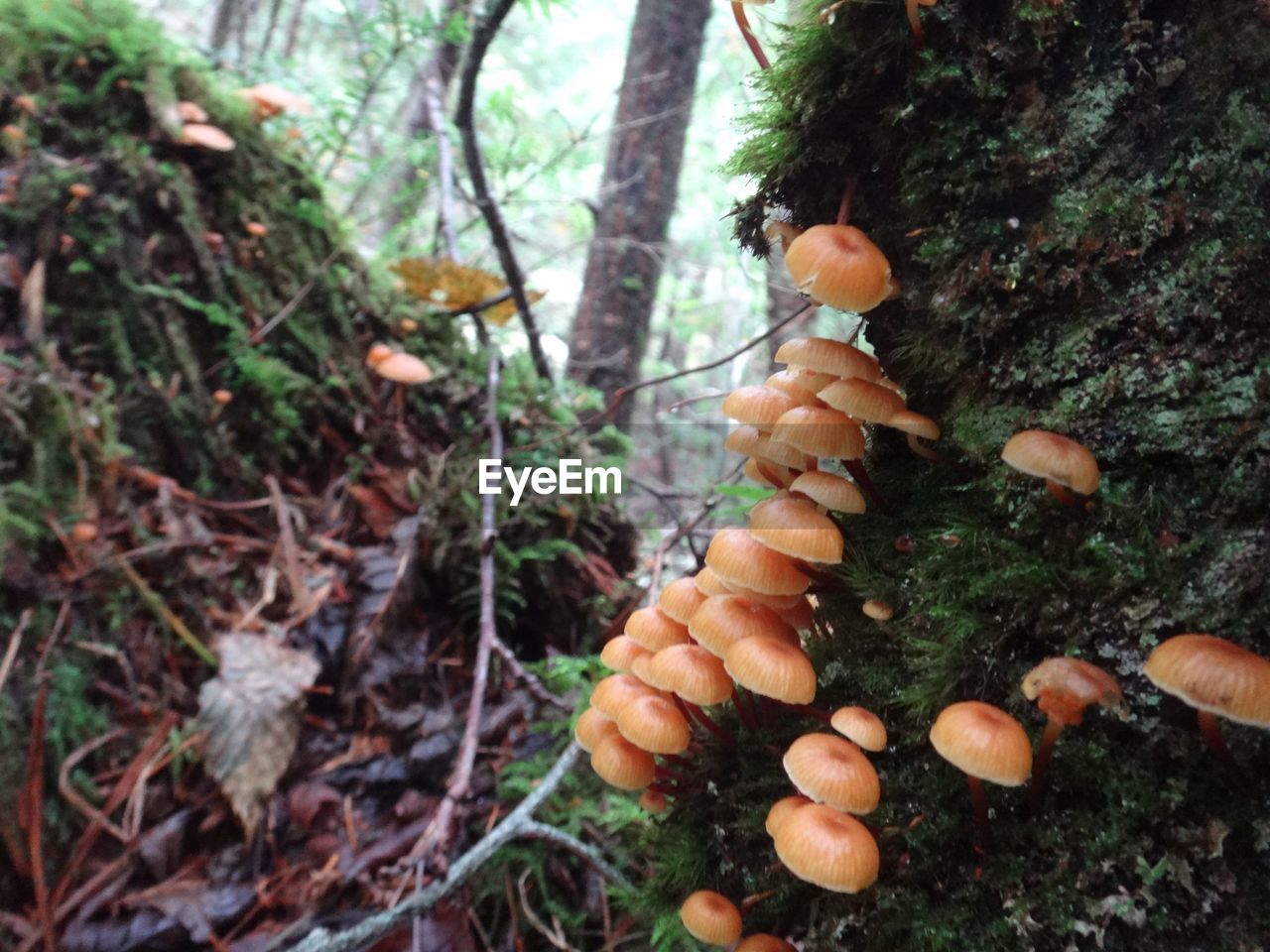 HIGH ANGLE VIEW OF MUSHROOMS GROWING IN FOREST