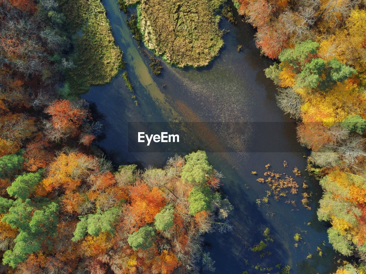 High angle view of plants by lake during autumn