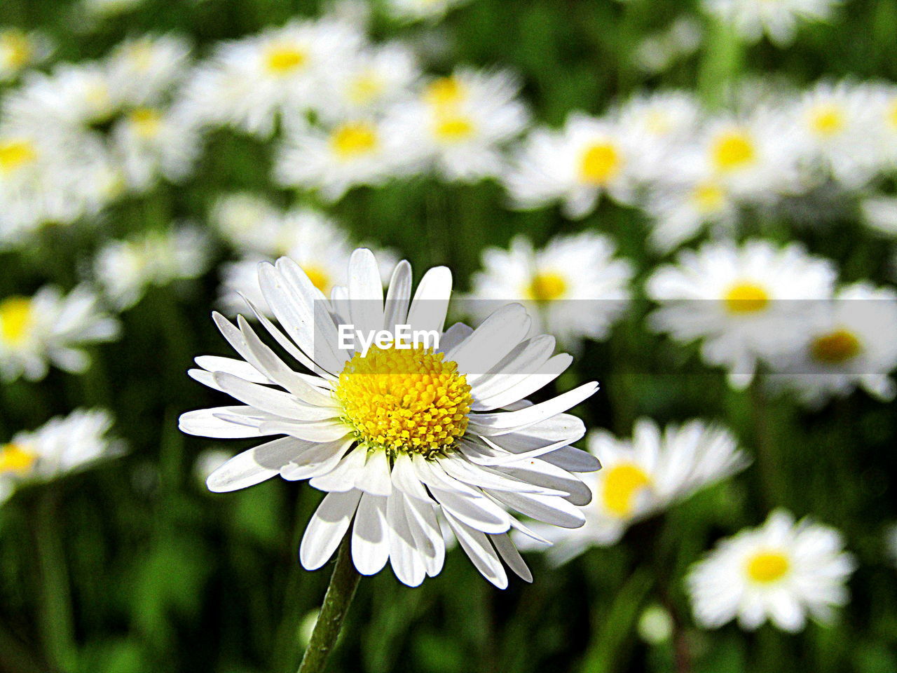 CLOSE-UP OF WHITE DAISY BLOOMING IN PARK