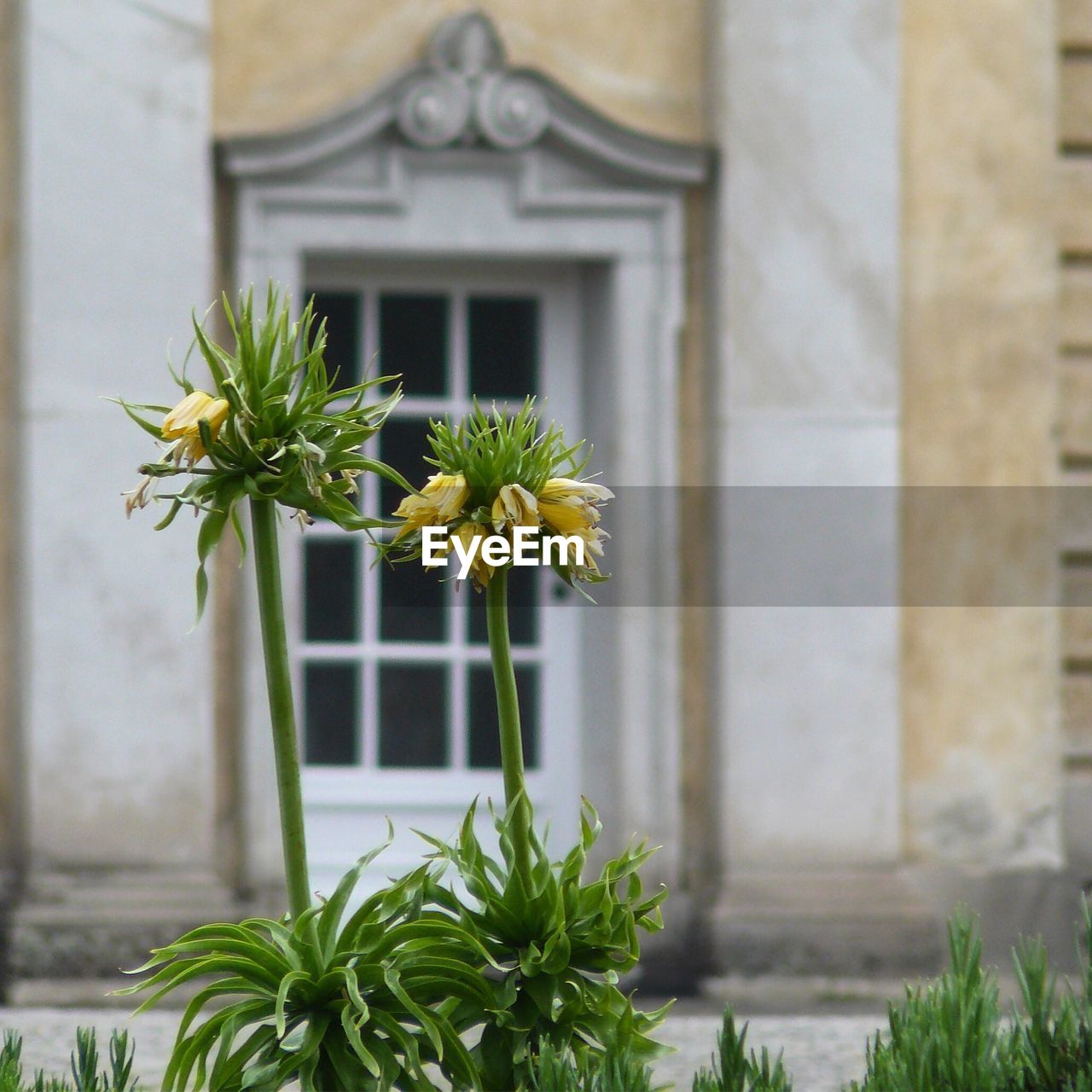 Close-up of potted plant against building