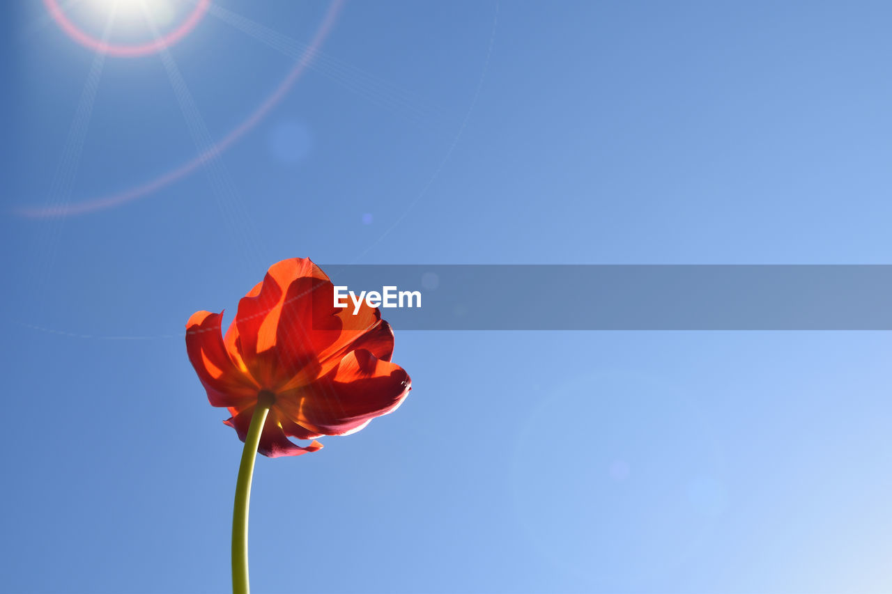 flower, sky, beauty in nature, flowering plant, nature, blue, plant, freshness, fragility, petal, clear sky, sunlight, flower head, low angle view, inflorescence, sunny, red, no people, outdoors, copy space, lens flare, close-up, sun, macro photography, growth, day, rose, summer, springtime, sunbeam