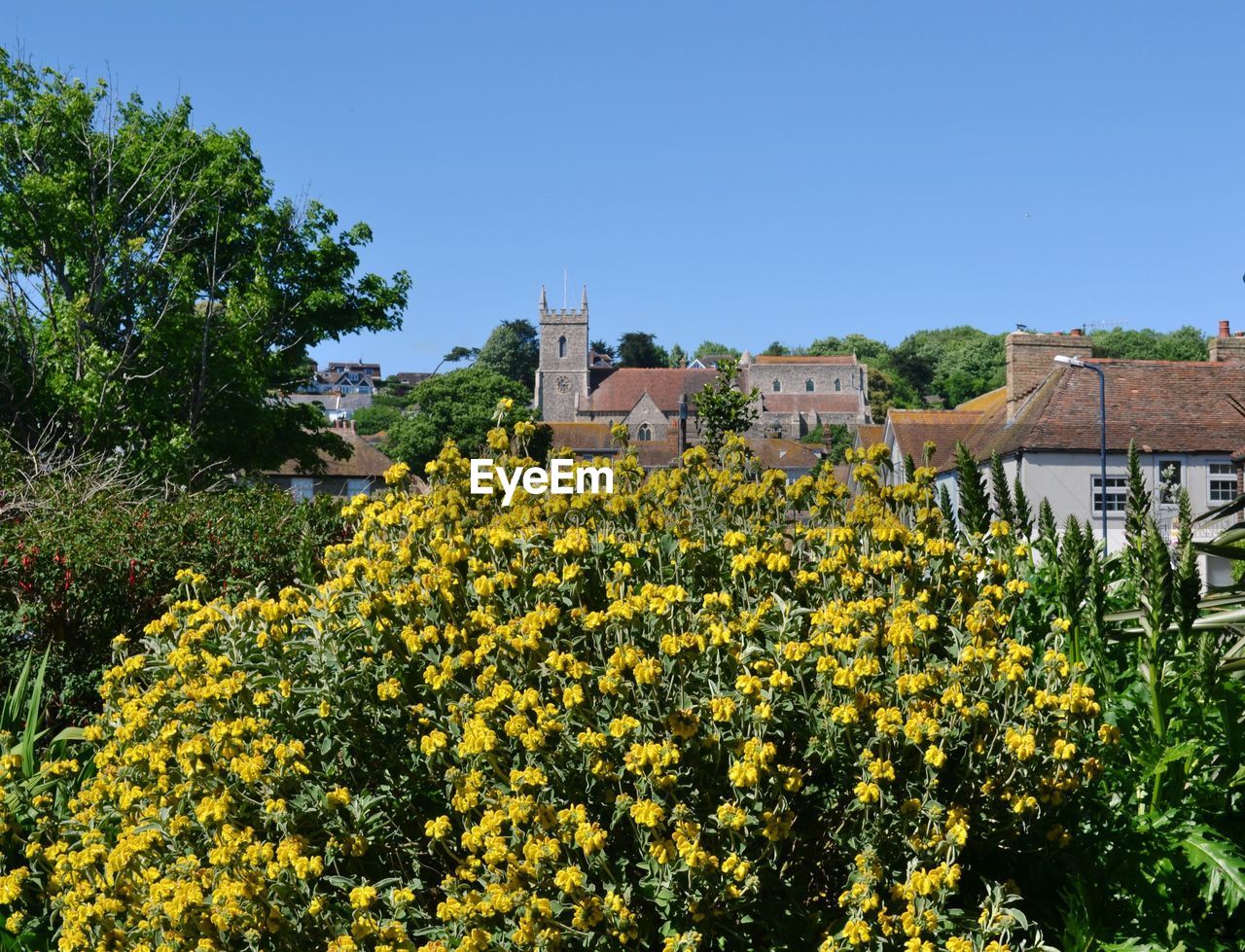 Yellow flowers blooming by house against clear sky