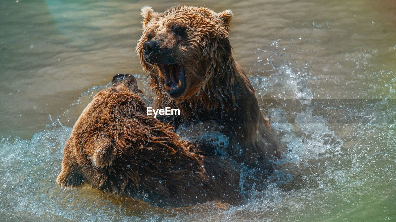 High angle view of bears fighting in river