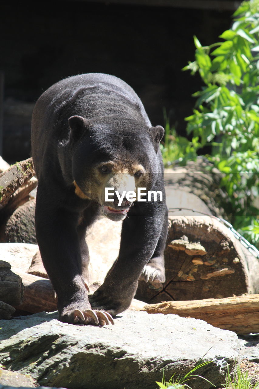 PORTRAIT OF BEAR ON ROCK AGAINST ROCKS