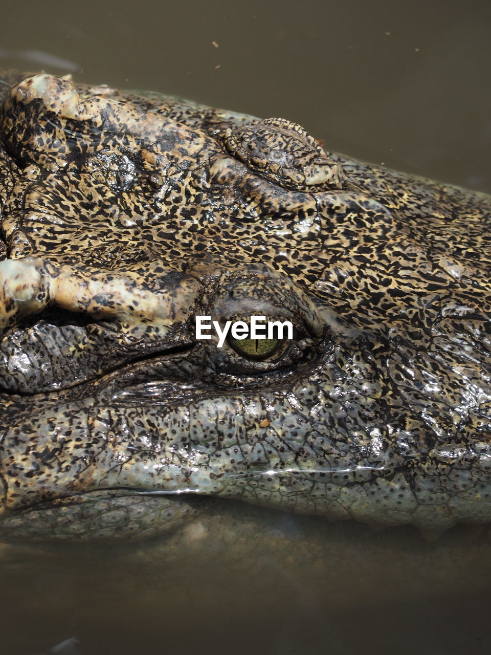 CLOSE-UP OF CROCODILE