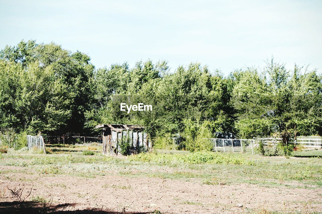 TREES ON FIELD