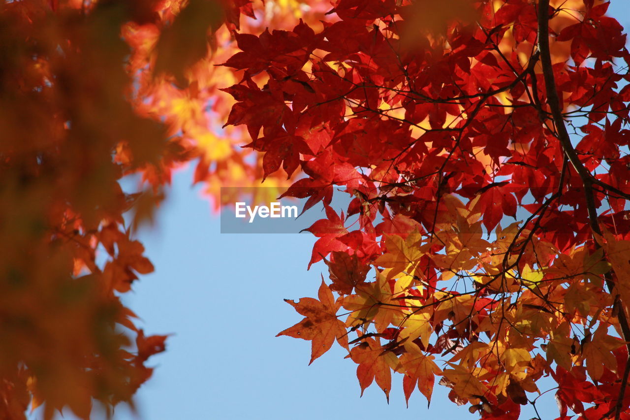 LOW ANGLE VIEW OF MAPLE TREE LEAVES