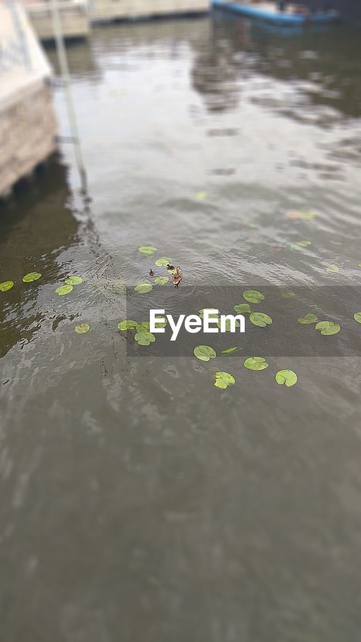 HIGH ANGLE VIEW OF TURTLE IN LAKE