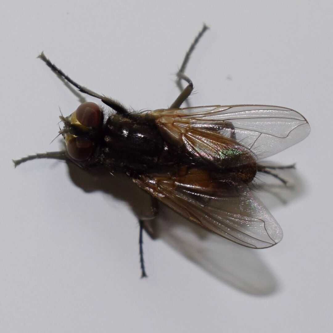 CLOSE-UP OF INSECT