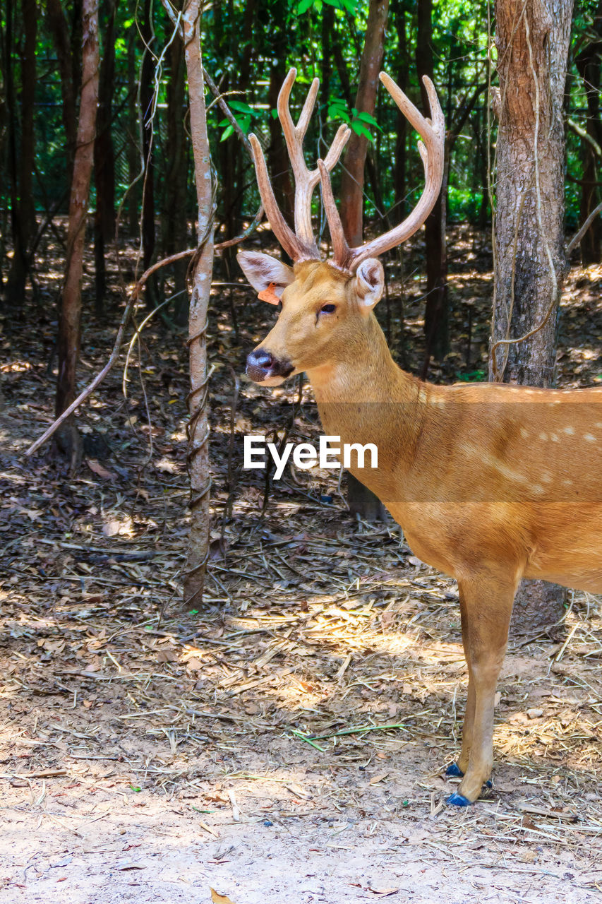 DEER STANDING IN FOREST