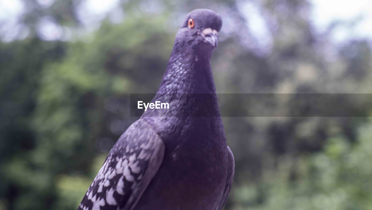 CLOSE-UP OF A PARROT