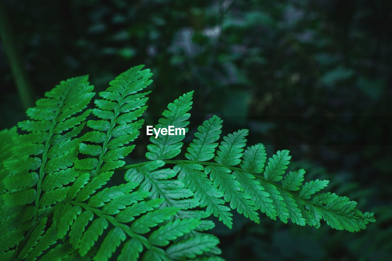 Close-up of green leaves