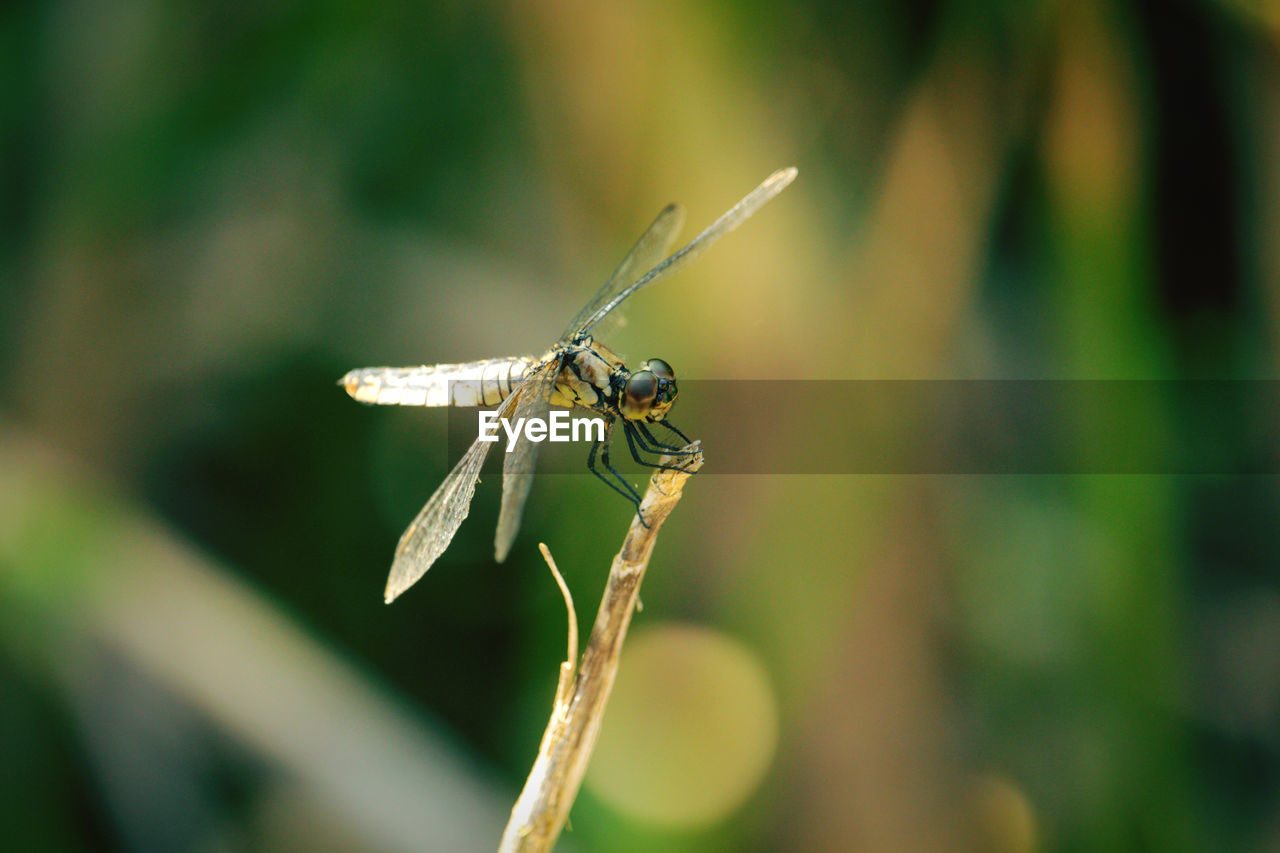 CLOSE UP OF DRAGONFLY