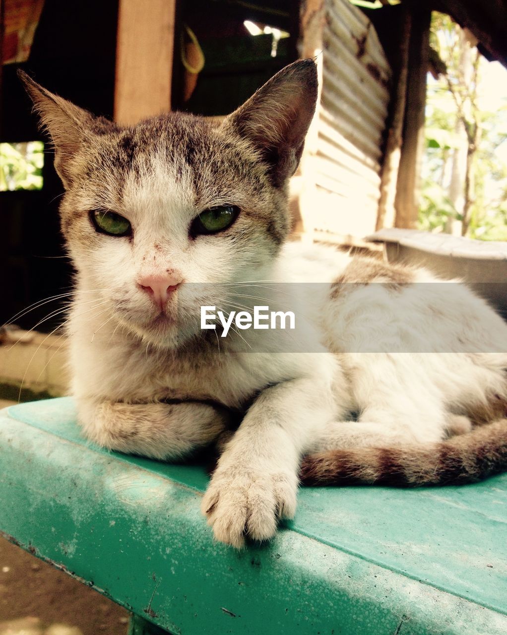 Close-up portrait of cat