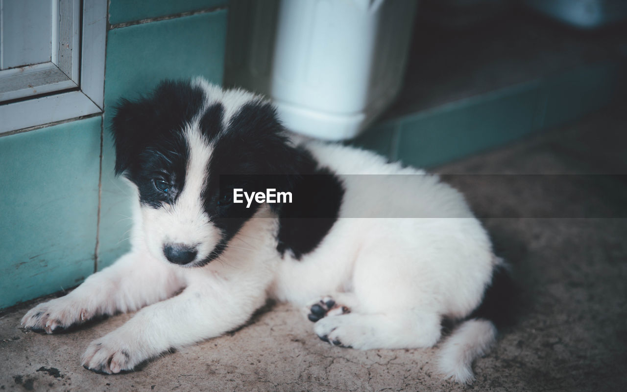 CLOSE-UP OF PUPPY RESTING OUTDOORS