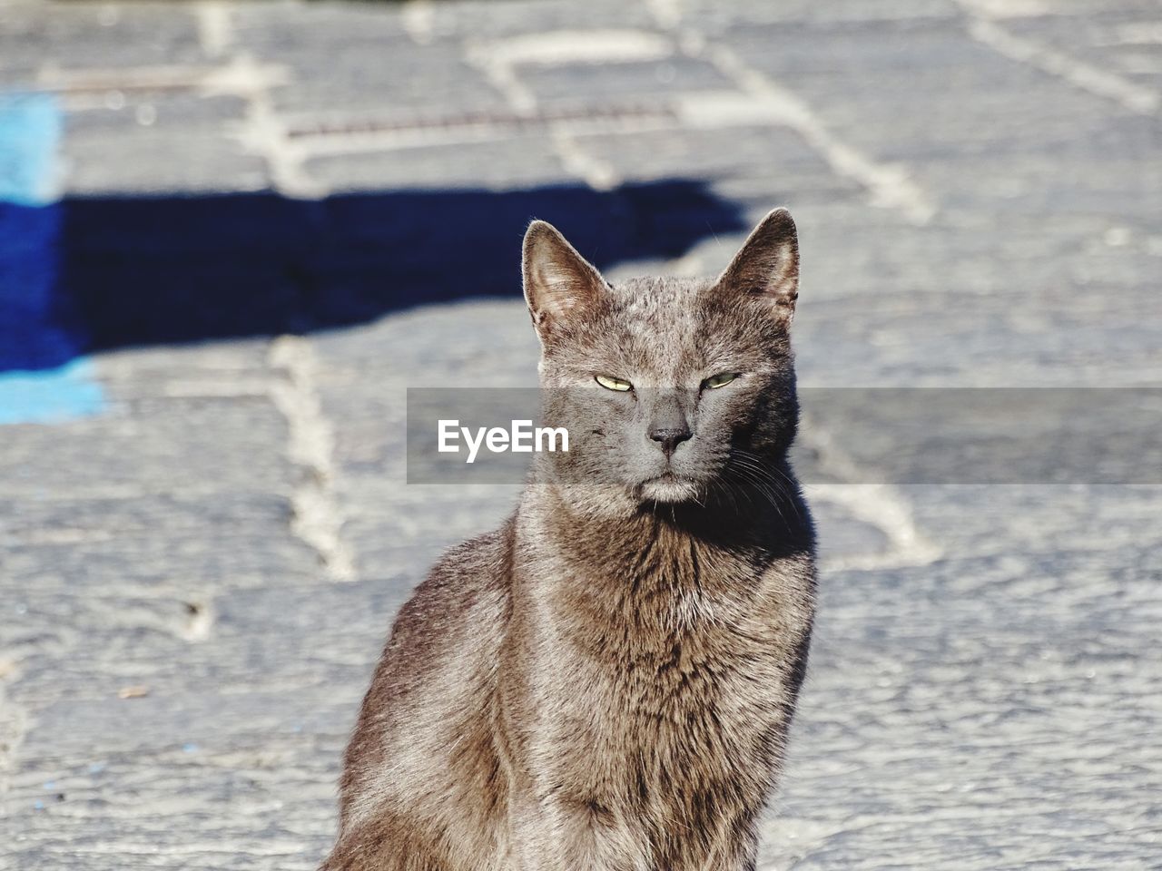 CLOSE-UP OF CAT