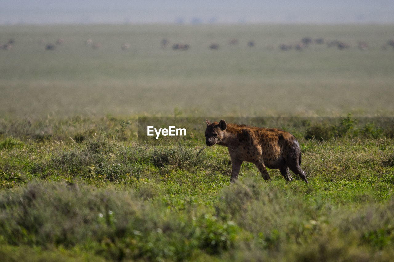 View of hyena on grassy field