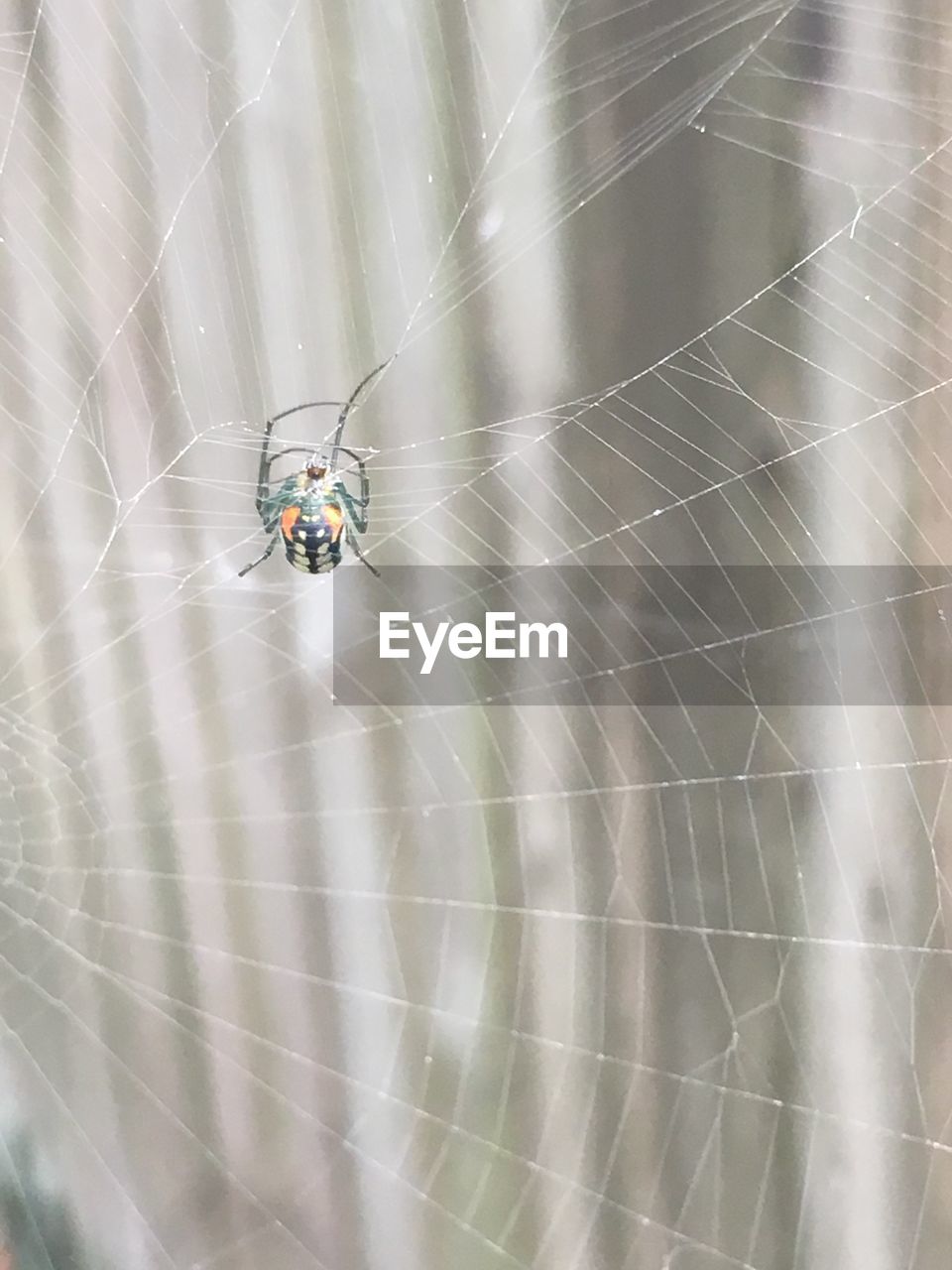 Close-up of spider on web