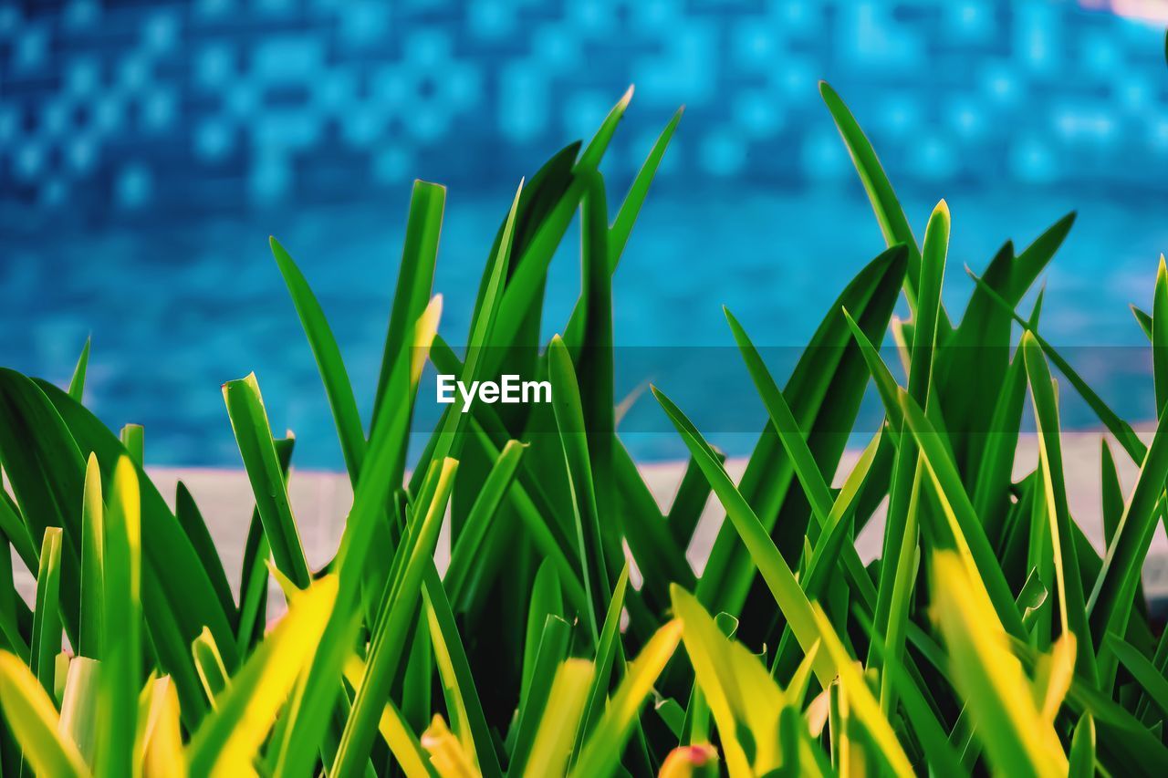 Close-up of plants against blue sky