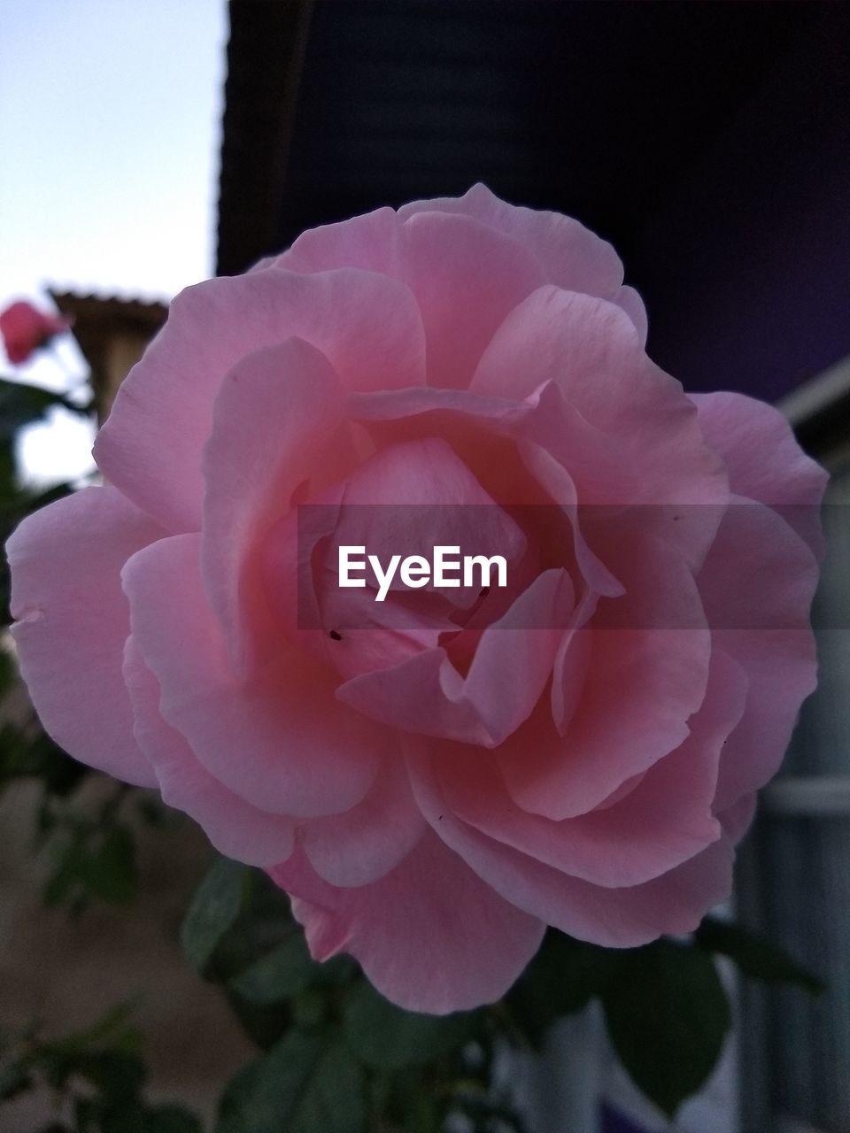 CLOSE-UP OF PINK ROSE IN BLOOM